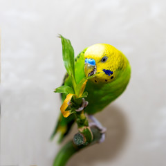 Pet hand-held bird pet sits on a bamboo branch dry. The parrot has a green bamboo leaf. Close-up of a bird.