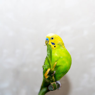 Pet hand-held bird pet sits on a bamboo branch dry. The parrot has a green bamboo leaf. Close-up of a bird.