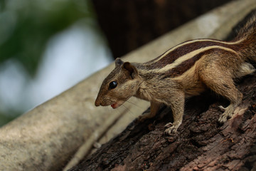 Squirrel sitting on a wood