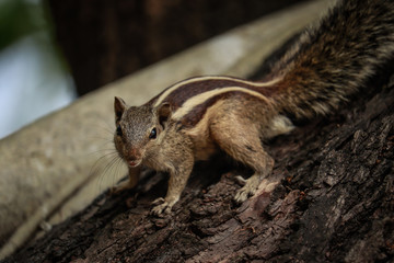 squirrel sitting on a wood