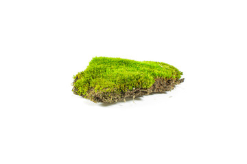 Green moss with black turf isolated on a white background