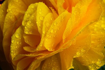 Macro closeup of yellow orange wet petals of flower head with waterdrops - ranunculus asiaticus, buttercup