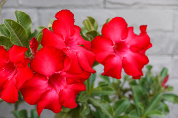 close up of red flower in the nature