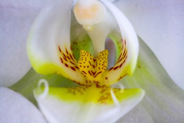 Macro close up of isolated yellow column with white petals, orchid