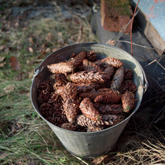 bucket full of pine tre cones