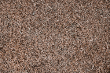 close up dry grass for abstract background