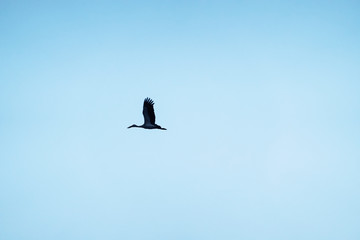 silhouette of bird on background of blue sky