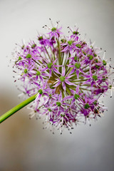 Lauch Zierlauch Allium Einzelblüte im Fliederton