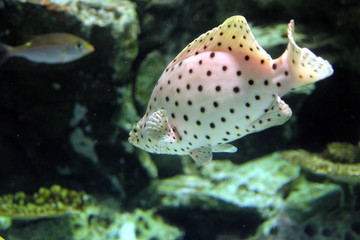 水玉模様がとても可愛いサラサハタの泳ぐ姿