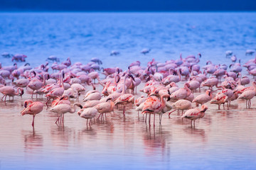 Fototapeta premium Afryka. Kenia. Jezioro Nakuru. Flaming. Flamingo Flock. Ptaki z różowymi piórami. African Flamingo. Zwierzęta Kenii. Ornitologia. Atrakcje w Kenii. Fauna Afryki.
