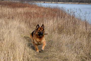 German Shepherd with a wooden stick at the river