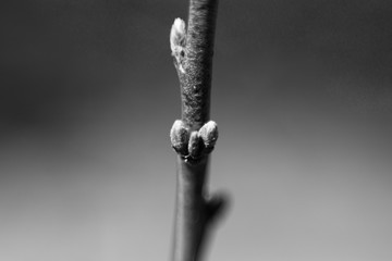 Close-up of healthy buds on red branch of a fruit soon to blossom in late afternoon light on an early spring day