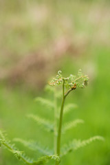 Young firn plant in sunny woodland