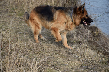German Shepherd with a wooden stick at the river