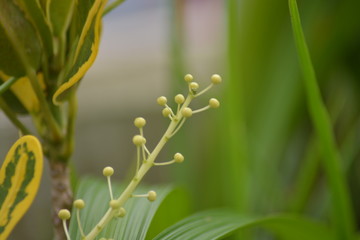 green leaves in spring