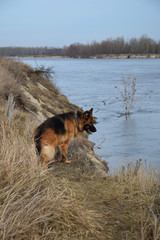 Fototapeta na wymiar German Shepherd with a wooden stick at the river