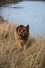 German Shepherd with a wooden stick at the river