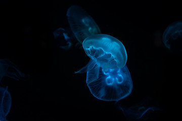 Low key jellyfish sea saltwater tank aquarium ocean life dark water