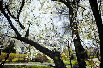 Blossoming apple orchard in spring. Fresh spring background on nature outdoors. Soft focus image of blossoming flowers in spring time. Shallow DOF. Selective focus