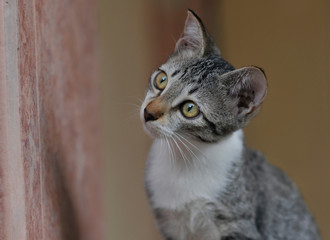 A Young Kitten staring Out With Curiousity