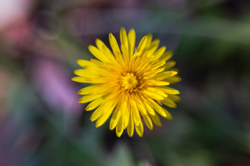 Yellow dandelion flower in late afternoon sun with green and purple background