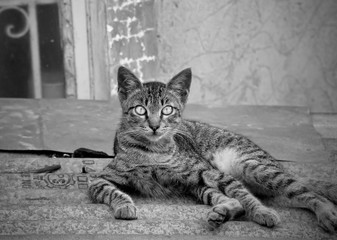 Close-up Of A Philippines Street Cat