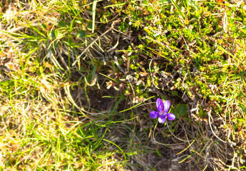 Common Dog Violet_Harris
