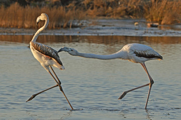 flamingos fighting in the pond