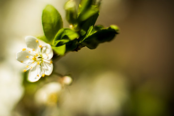 Obraz na płótnie Canvas Branches of blossoming apricot macro with soft focus on gentle light sky background in sunlight with copy space. Beautiful floral image of spring nature. Effect of highlight. Shallow depth of field