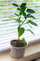 Pepper sprout growing in flower pot on window sill