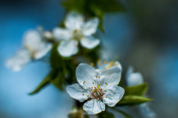 Branches of blossoming apricot macro with soft focus on gentle light sky background in sunlight with copy space. Beautiful floral image of spring nature. Effect of highlight. Shallow depth of field