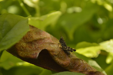 insect on a small leaf