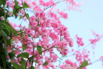 Coral Vine or Mexican Creeper or Chain of Love on the tree.