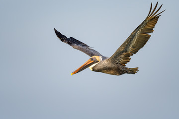 Brown Pelican in Flight on Blue Sky