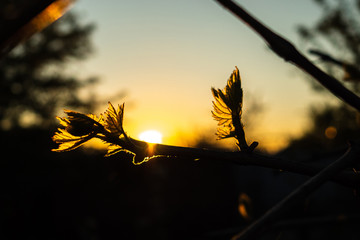 Young leaves of the vineyard are illuminated by the sun at sunset. The leaves of the vineyard bloom in the spring
