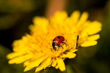 Naklejka premium Dandelion flowers are yellow in drops of water