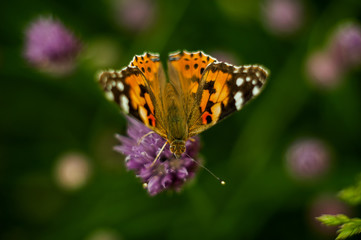 Urticaria butterfly on honey flowers of lettuce onion. Aglais urticae, Nymphalis urticae is diurnal butterfly from the family Nymphalidae,  species of genus Aglais.