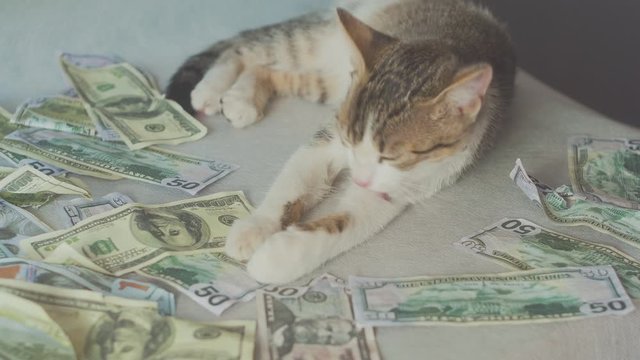 the young cat quietly washes and lies near the dollar bills. concept on business and wealth