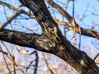 Japanese green woodpecker in a tree 6