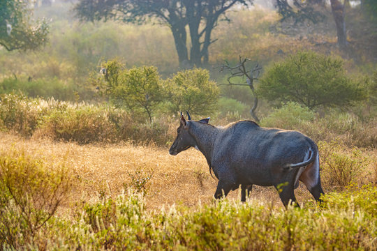 Nilgai or blue bull is the largest Asian antelope and is endemic to the Indian subcontinent.