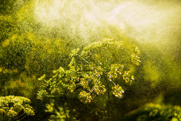 Chamomile flowers field wide background in sun light. Summer Daisies. Beautiful nature scene with blooming medical chamomilles. Alternative medicine. Camomile Spring flower background. soft lens flare