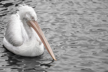 Pelican