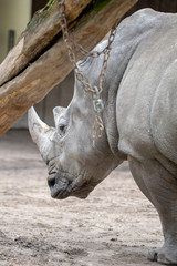 Obraz premium nashorn Portrait