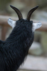 Ziege von hinten Portrait