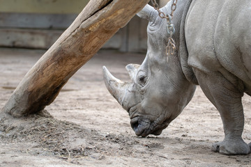 Fototapeta premium nashorn Portrait
