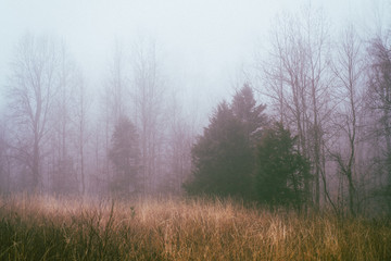 Plakat Foggy Winter Morning in Virginia photograph