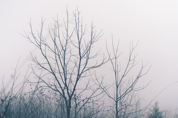 Fototapeta na wymiar Trees on Foggy Winter Morning in Virginia photograph 