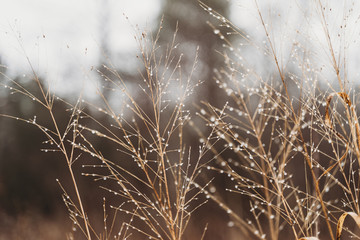 Obraz premium Foggy Winter Morning in Virginia Photograph
