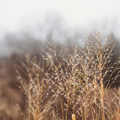 Fototapeta premium Foggy Winter Morning in Virginia Photograph