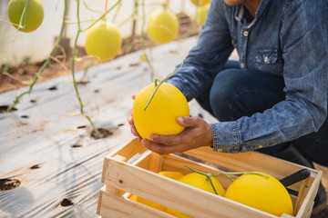 Yellow melons in the garden, Yong man holding melon in greenhouse melon farm. Young sprout of Japanese melons growing in greenhouse.